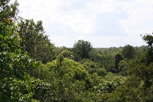 The view from the new platform in the Orangutan Rescue and Rehabilitation Centre. IMAGE CREDIT International Animal Rescue